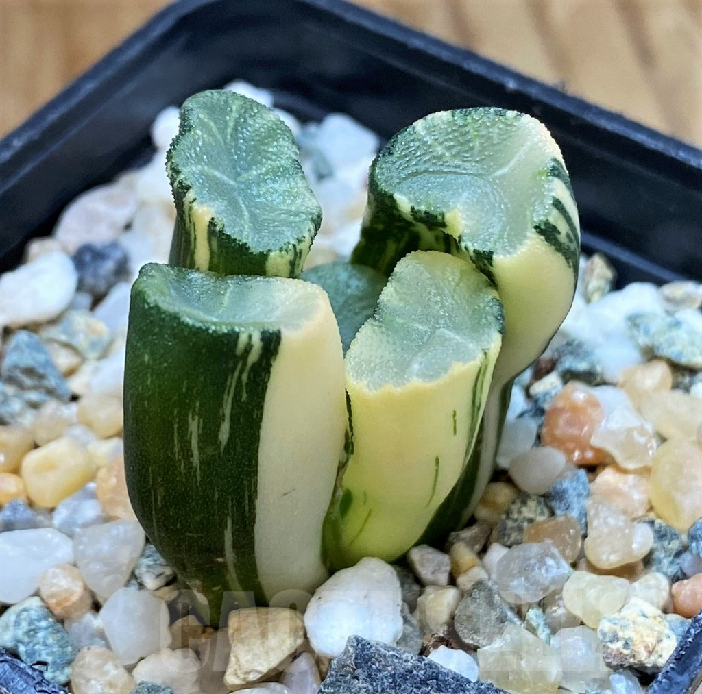 SH14423 Haworthia maughani f. variegata