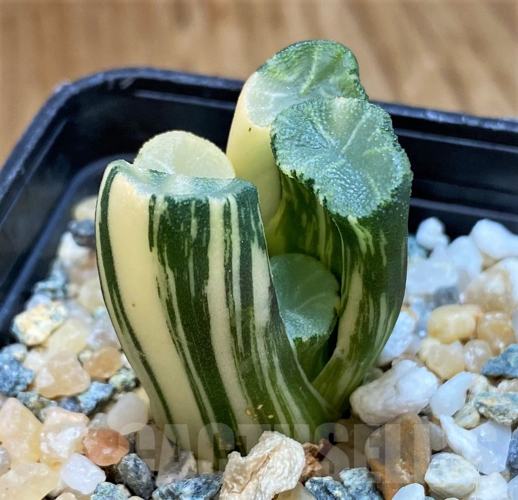 SH14423 Haworthia maughani f. variegata - Image 2