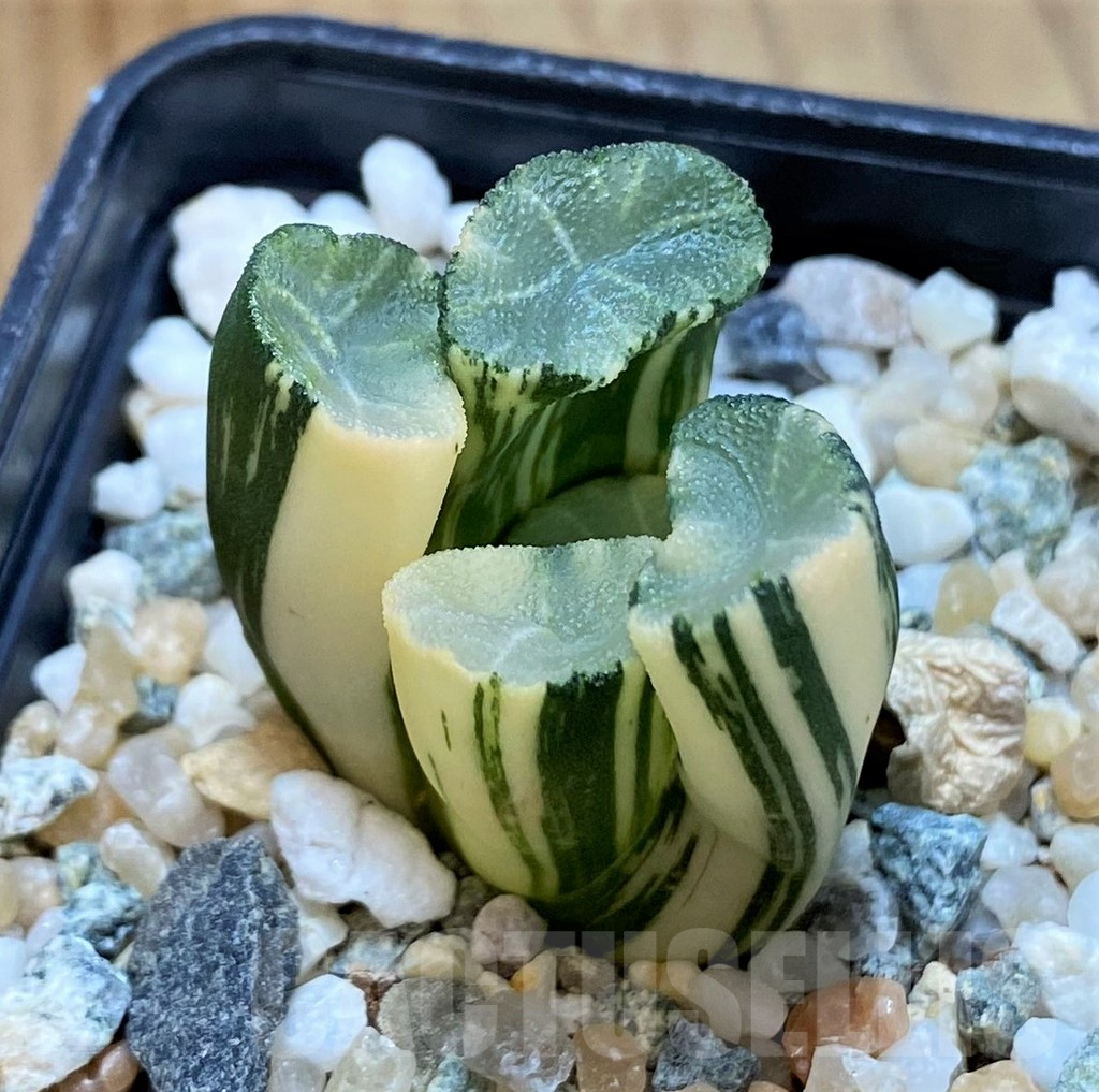 SH14423 Haworthia maughani f. variegata - Image 3