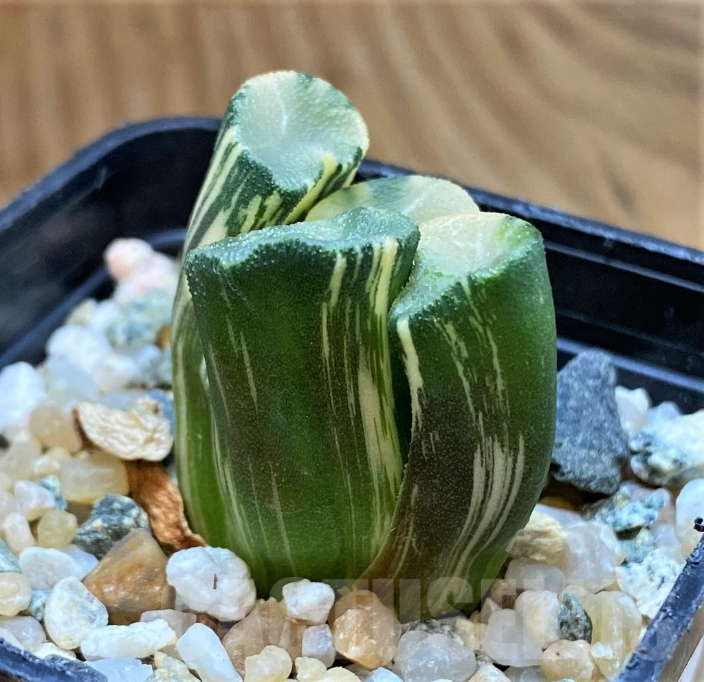 SH14423 Haworthia maughani f. variegata - Image 4