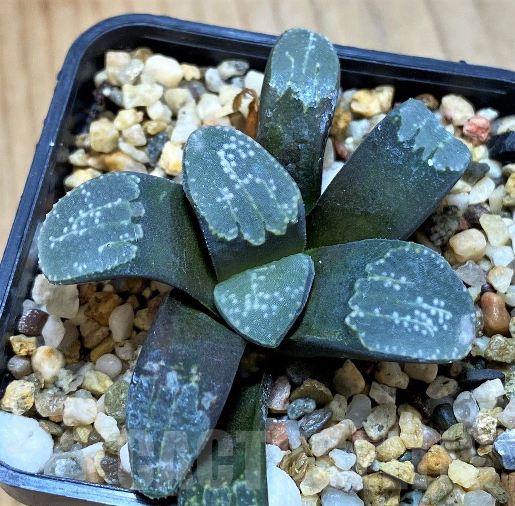 SH14424 Haworthia groenewaldii - Image 2