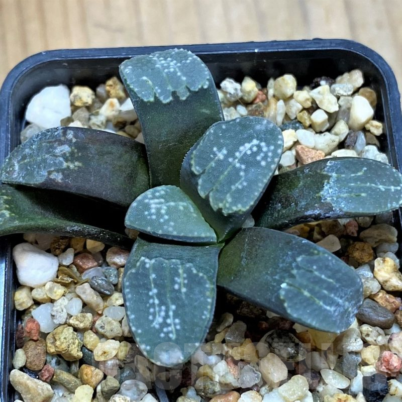 SH14424 Haworthia groenewaldii