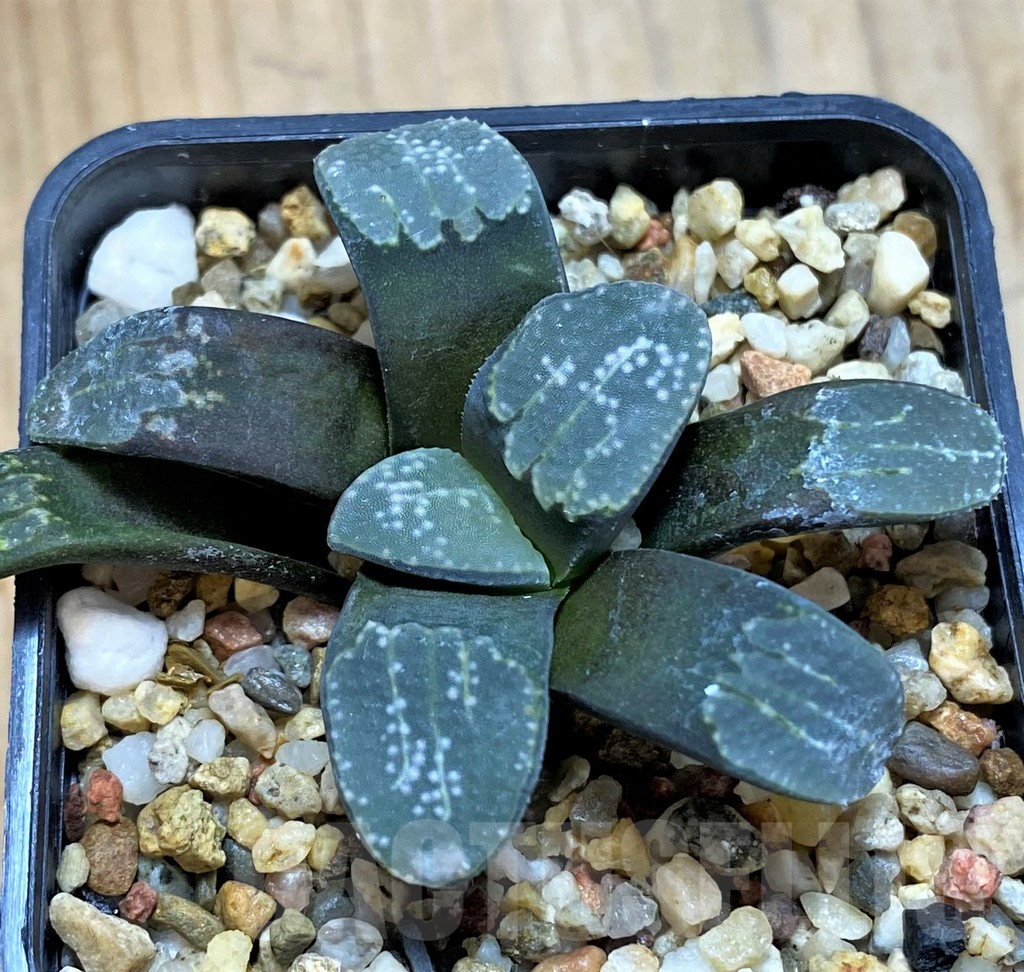SH14424 Haworthia groenewaldii