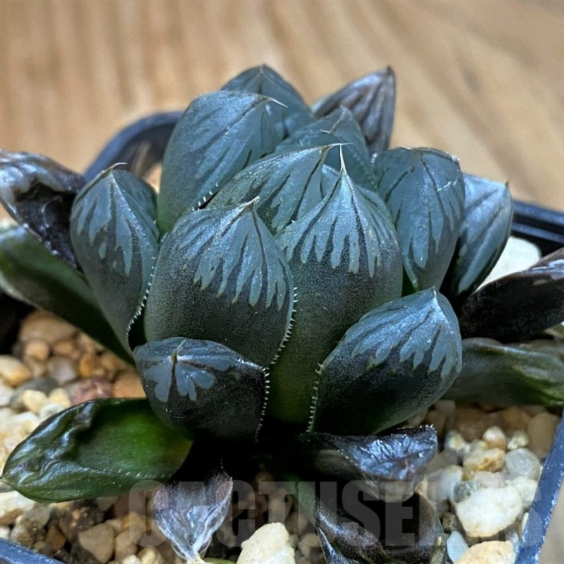 SH14426 Haworthia obtusa ‘Black’ hybrid