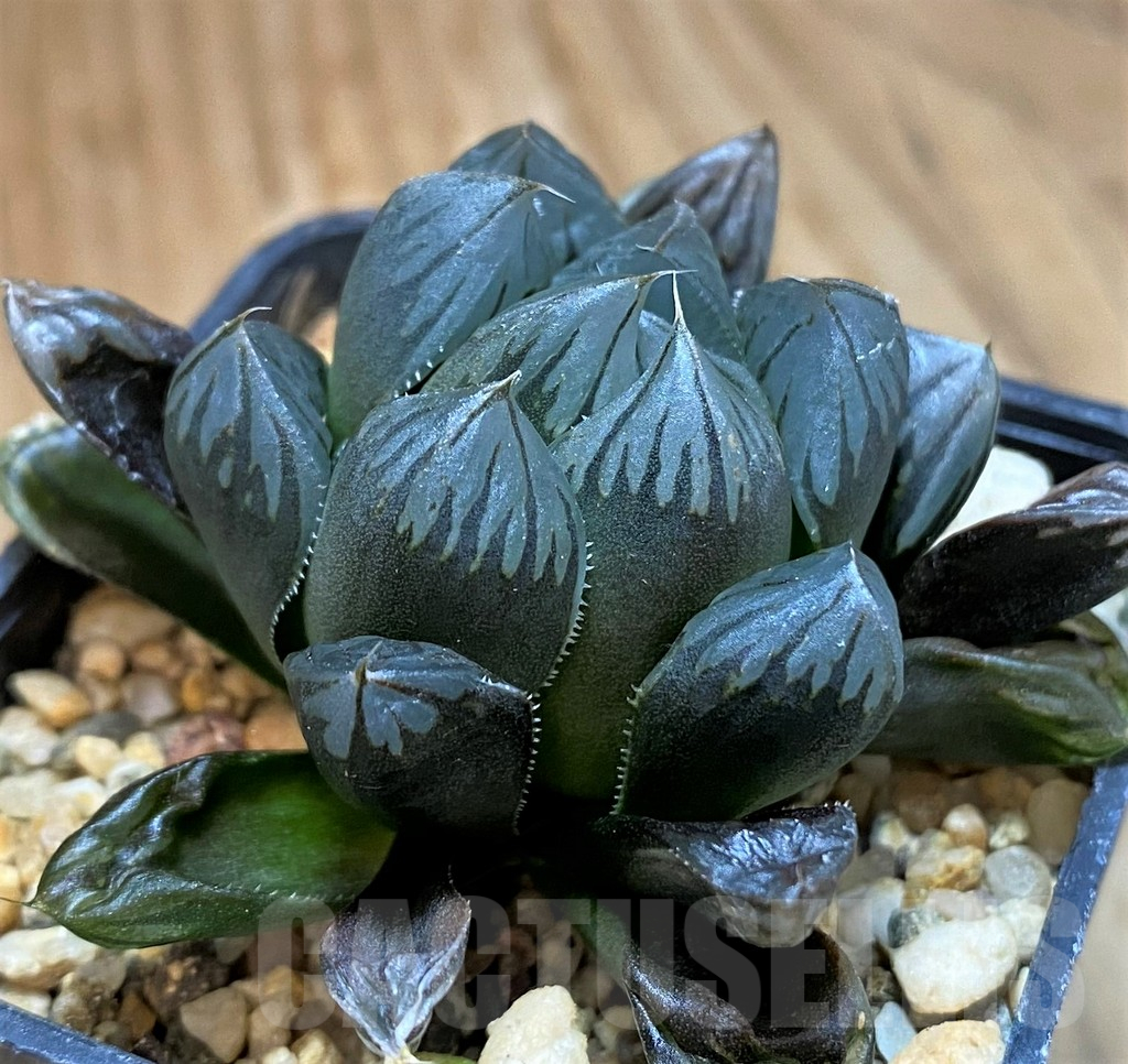 SH14426 Haworthia obtusa ‘Black’ hybrid