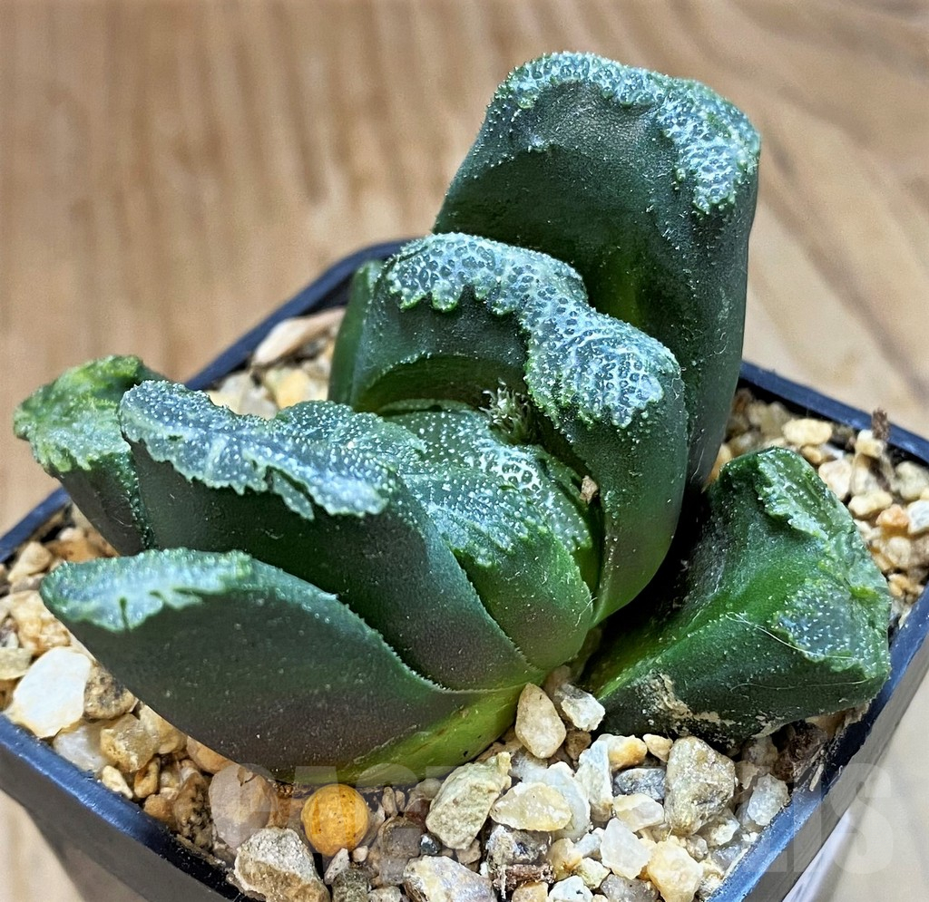 SH14427 Haworthia maughanii x truncata - Image 2