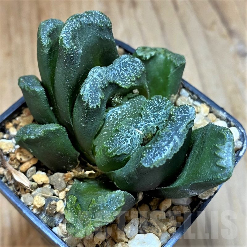 SH14427 Haworthia maughanii x truncata