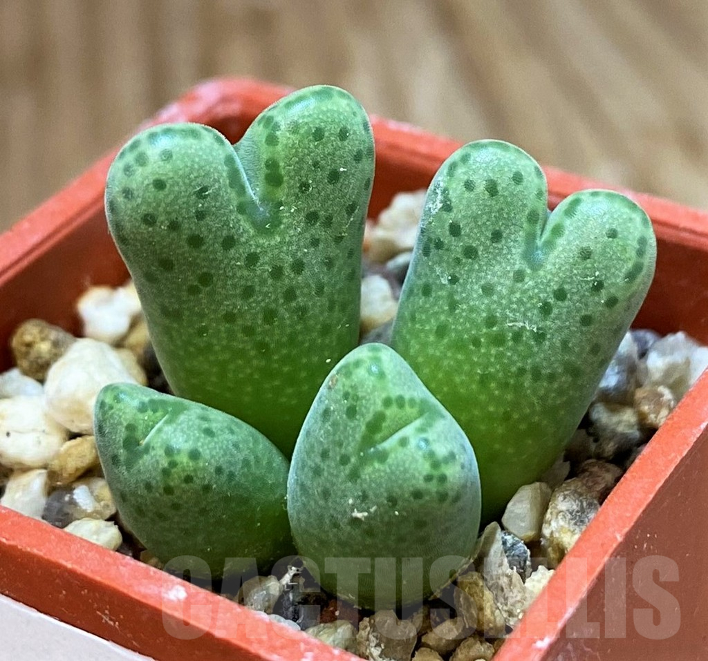 SH14397 Conophytum marginatum springbok SB 2342 - Image 2