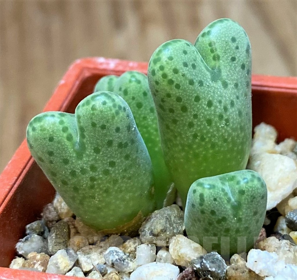 SH14397 Conophytum marginatum springbok SB 2342