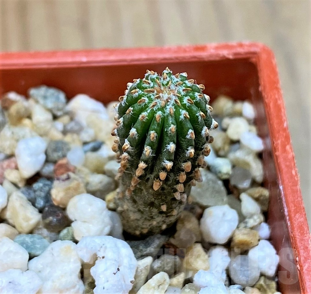 SH14400 Geohintonia neomexicana, seedling