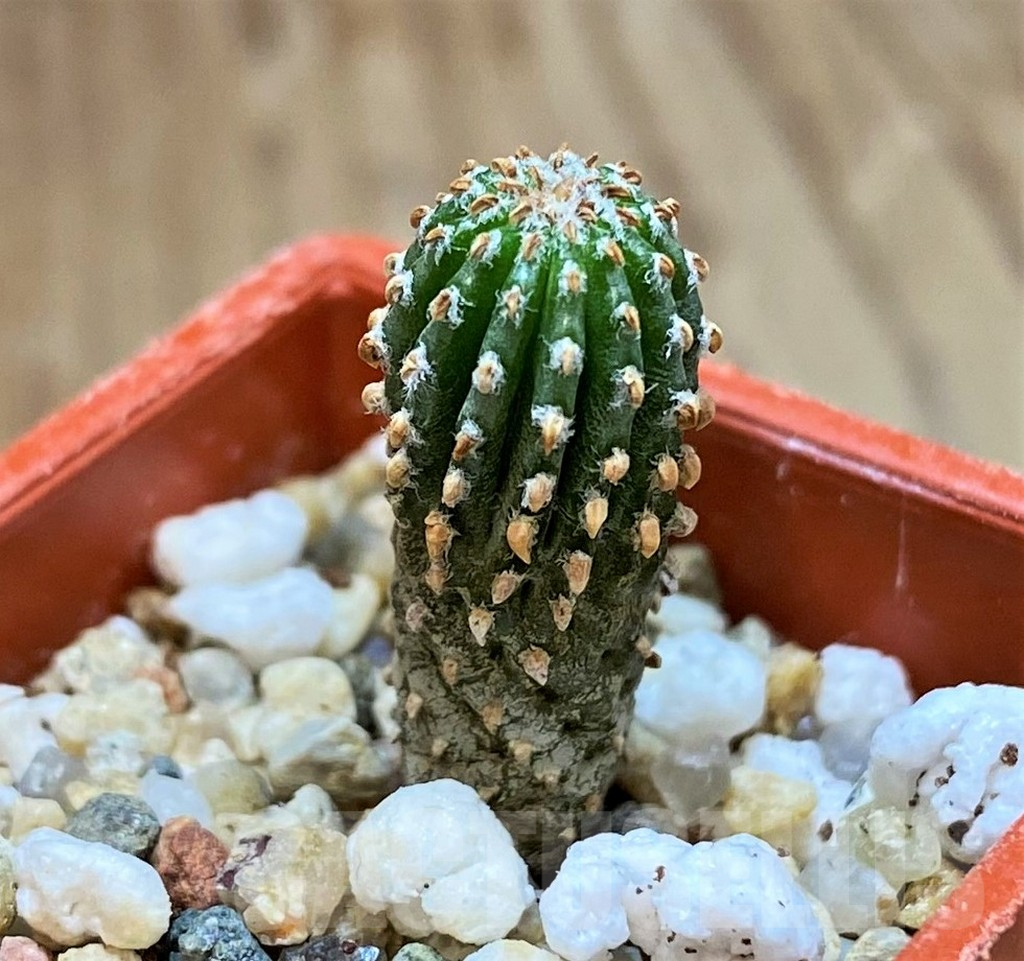 SH14400 Geohintonia neomexicana, seedling - Image 2