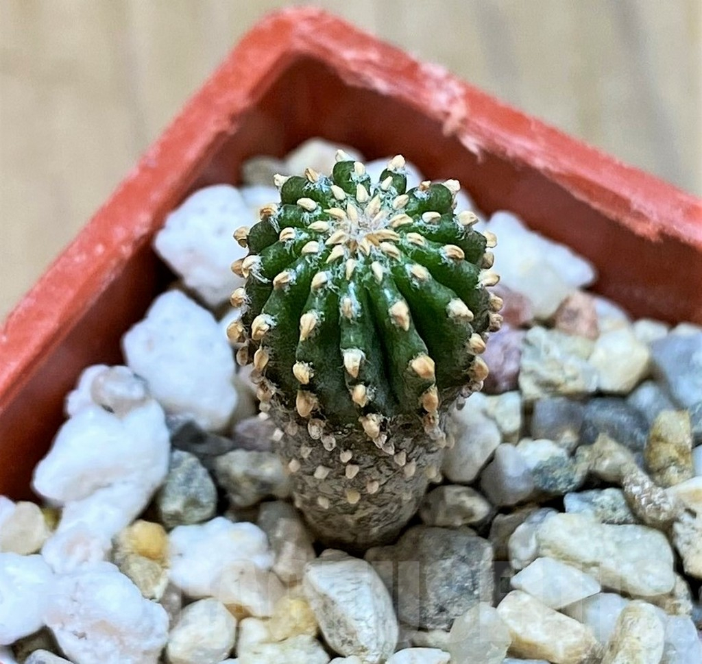 SH14401 Geohintonia neomexicana, seedling