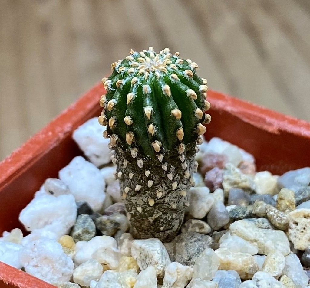 SH14401 Geohintonia neomexicana, seedling - Image 2