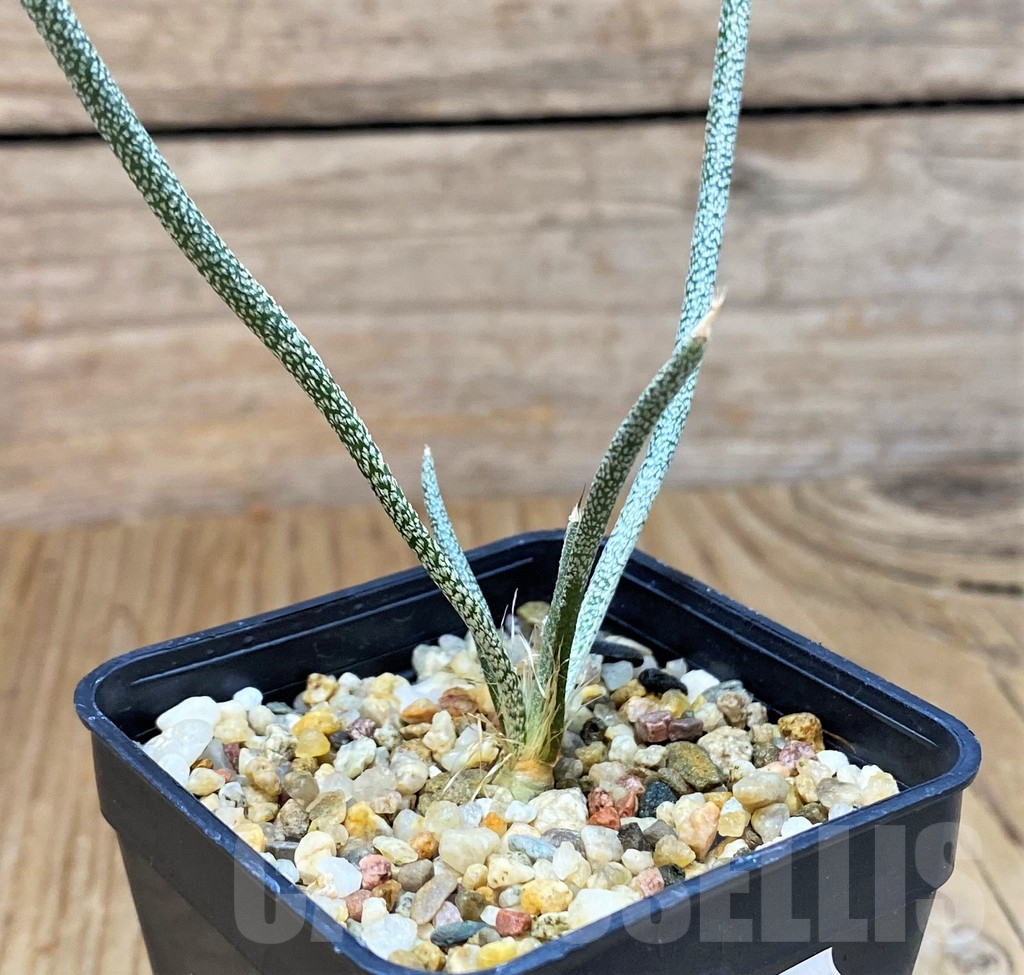 SH14402 Astrophytum caput-medusae, seedling