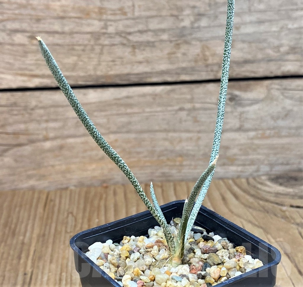 SH14402 Astrophytum caput-medusae, seedling - Image 2
