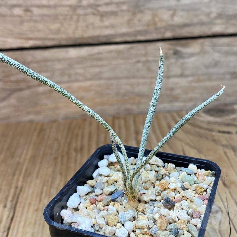 SH14403 Astrophytum caput-medusae, seedling