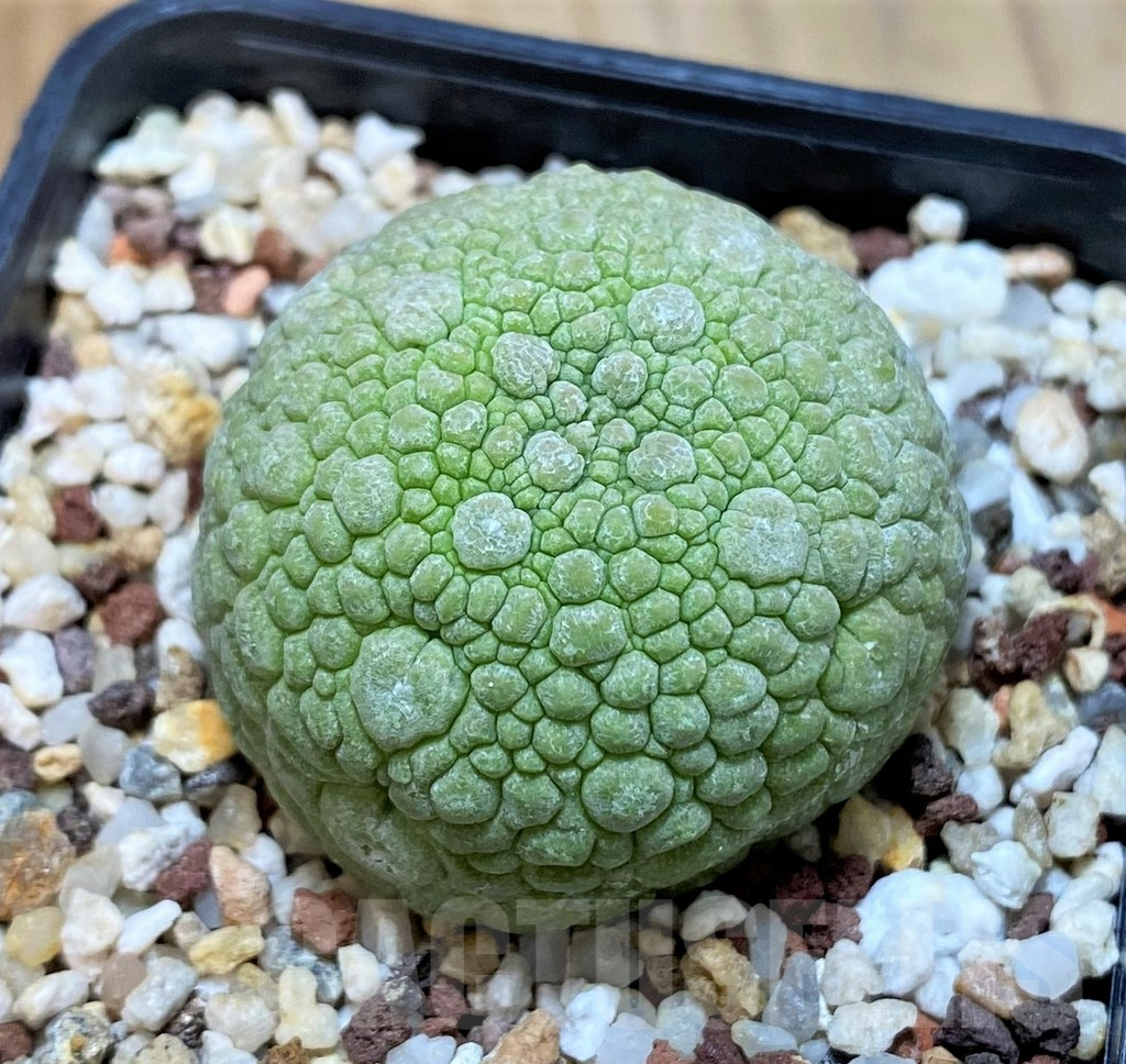 SH14405 Pseudolithos migiurtinus