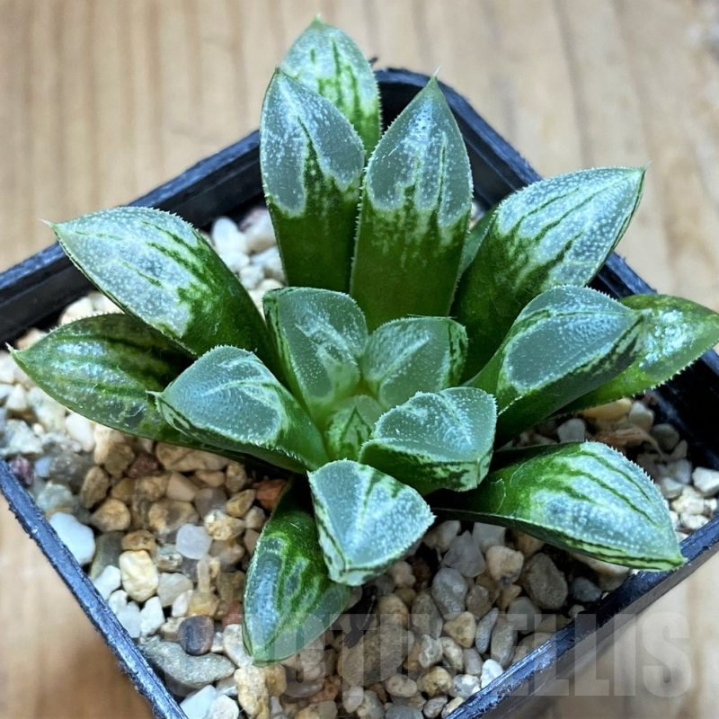 SH14408 Haworthia 'Love Heart'
