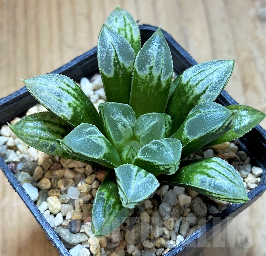 SH14408 Haworthia 'Love Heart'