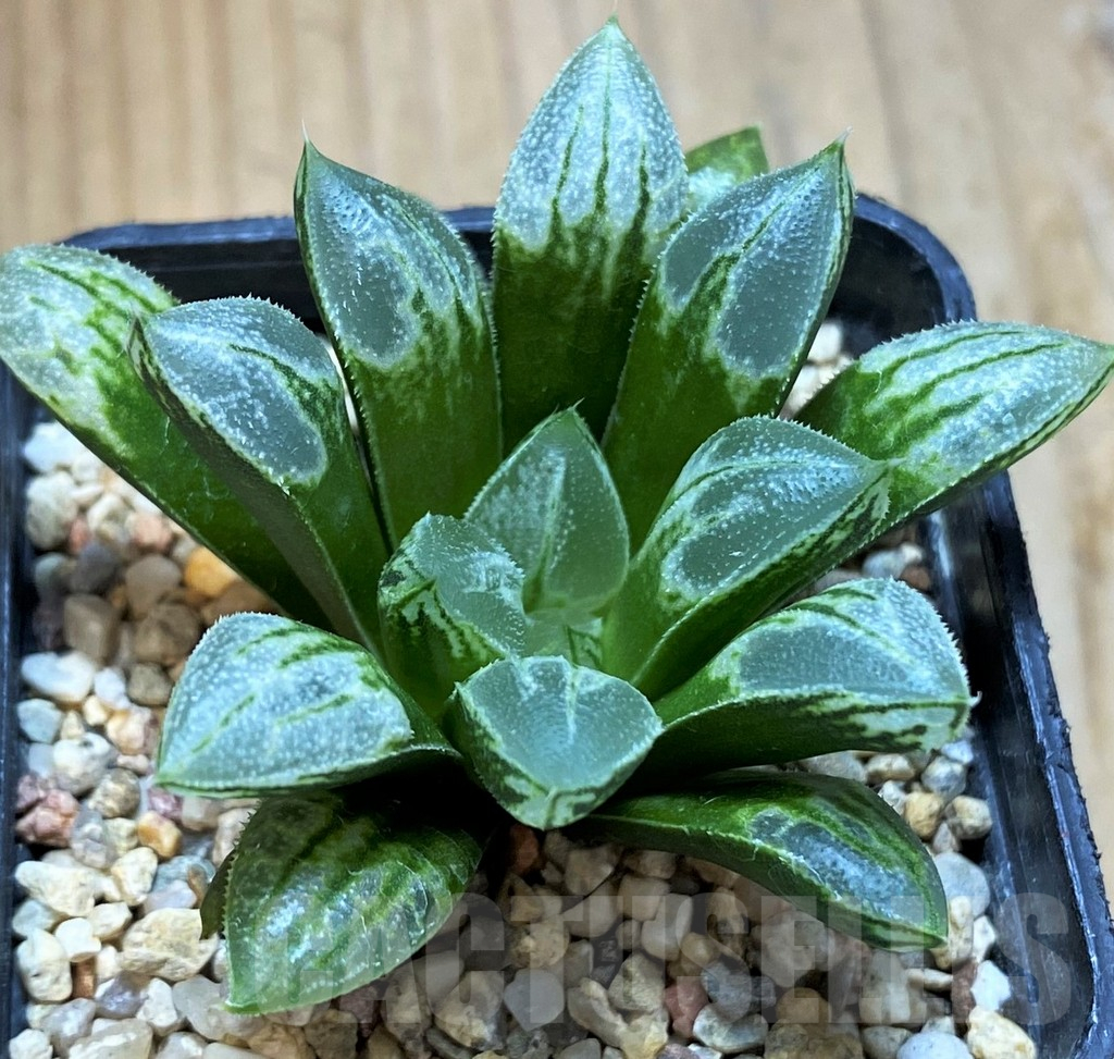 SH14408 Haworthia 'Love Heart' - immagine 2