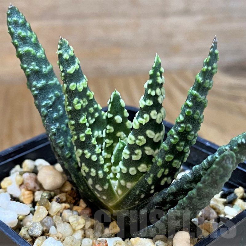 SH14409 Haworthia pumila 'Donut'
