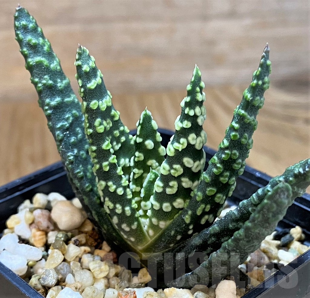 SH14409 Haworthia pumila 'Donut'