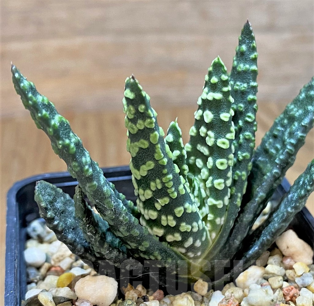 SH14409 Haworthia pumila 'Donut' - immagine 2