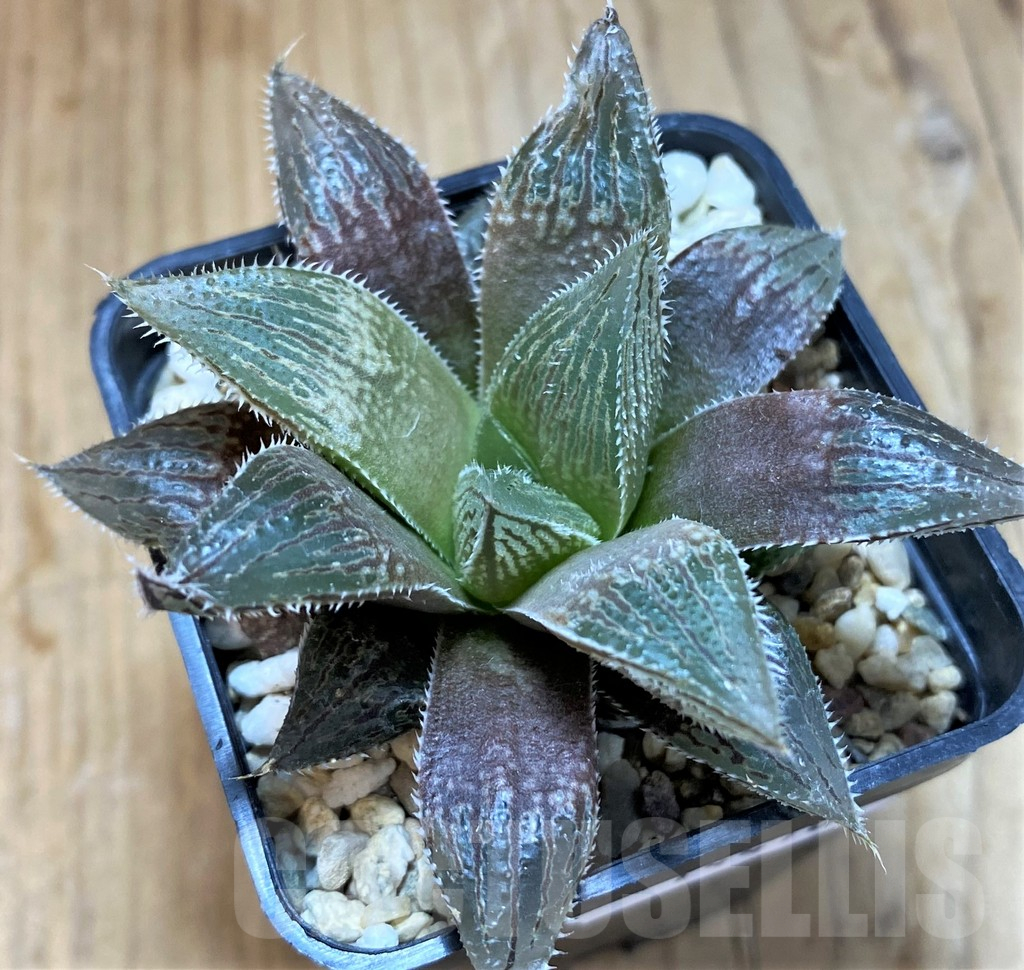 SH14410 Haworthia ‘Yumedono’ hybrid G408 - Image 2