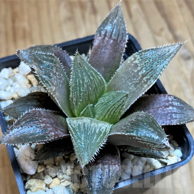 SH14410 Haworthia ‘Yumedono’ hybrid G408