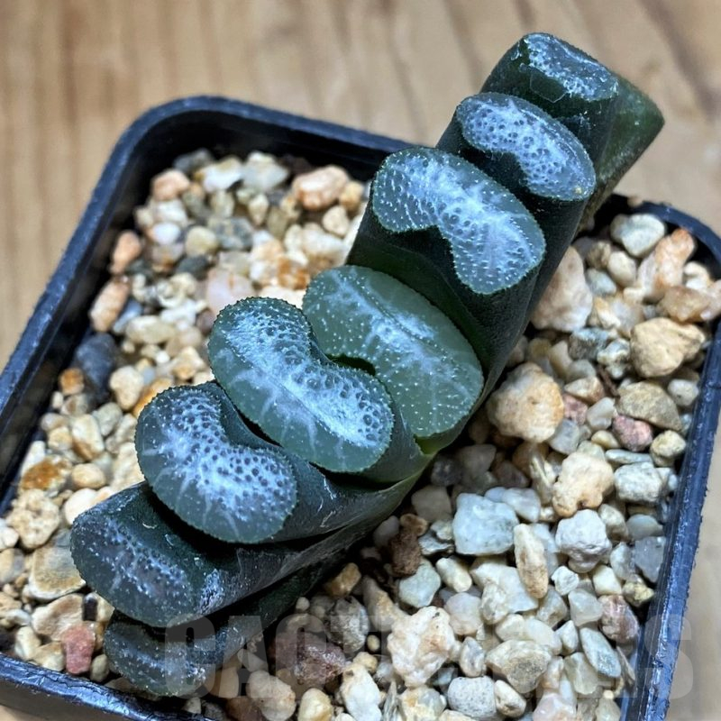 SH14411 Haworthia truncata -Japan-