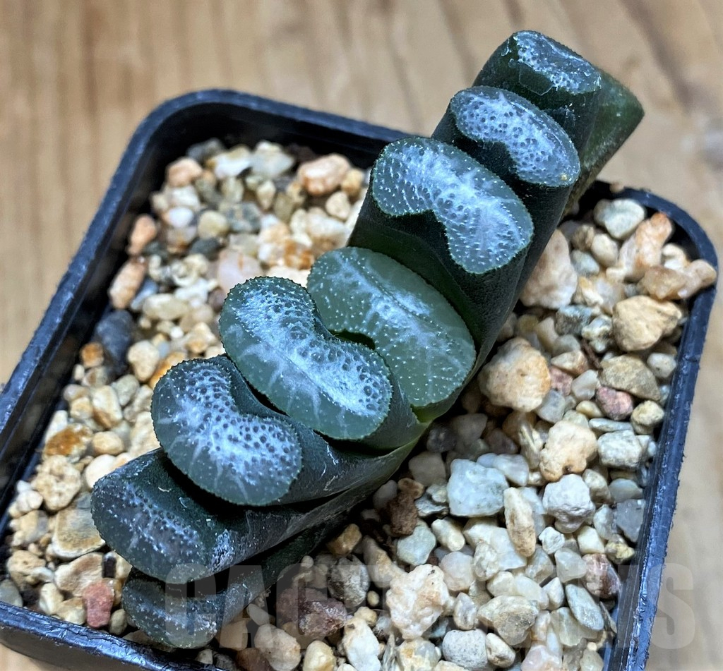 SH14411 Haworthia truncata -Japan-
