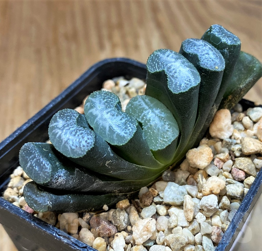 SH14411 Haworthia truncata -Japan- - Image 2