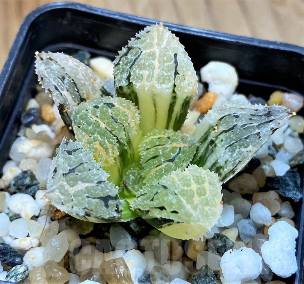 SH14412 Haworthia ‘Mordor’ f. variegata - Image 2