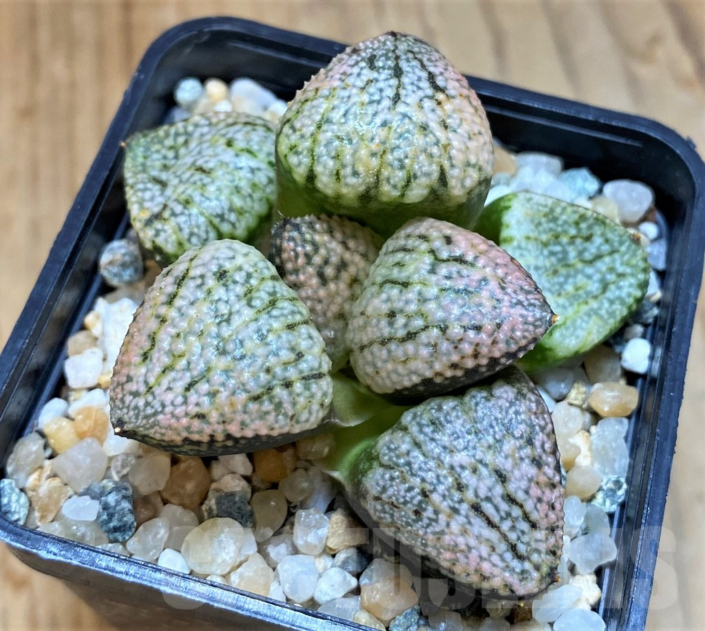 SH14414 Haworthia picta 'Super red' - Зображення 2