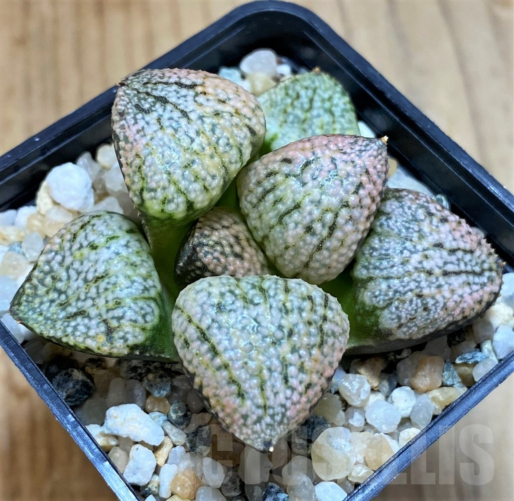SH14414 Haworthia picta 'Super red'