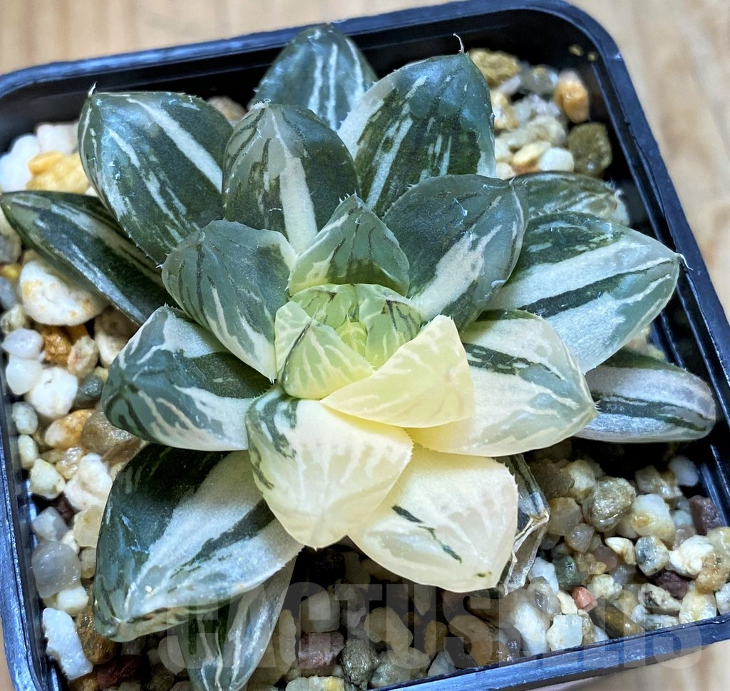 SH14416 Haworthia Obtusa 'Marin' f. variegata