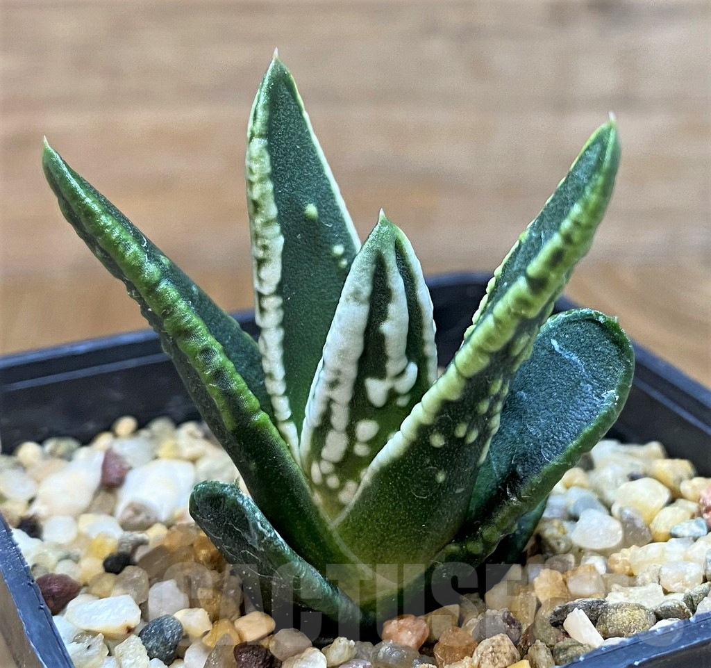 SH14417 Haworthia pumila ‘Angel’s Tears’, seedling