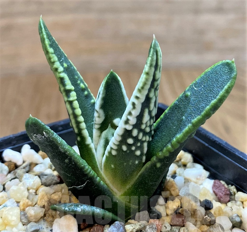 SH14417 Haworthia pumila ‘Angel’s Tears’, seedling – Image 2