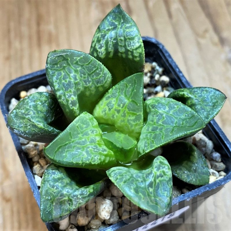 SH14418 Haworthia 'Kamen Butokai'