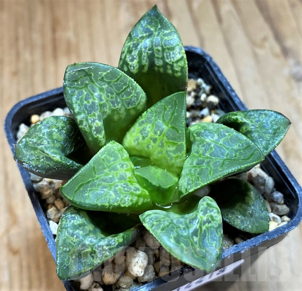 SH14418 Haworthia 'Kamen Butokai'
