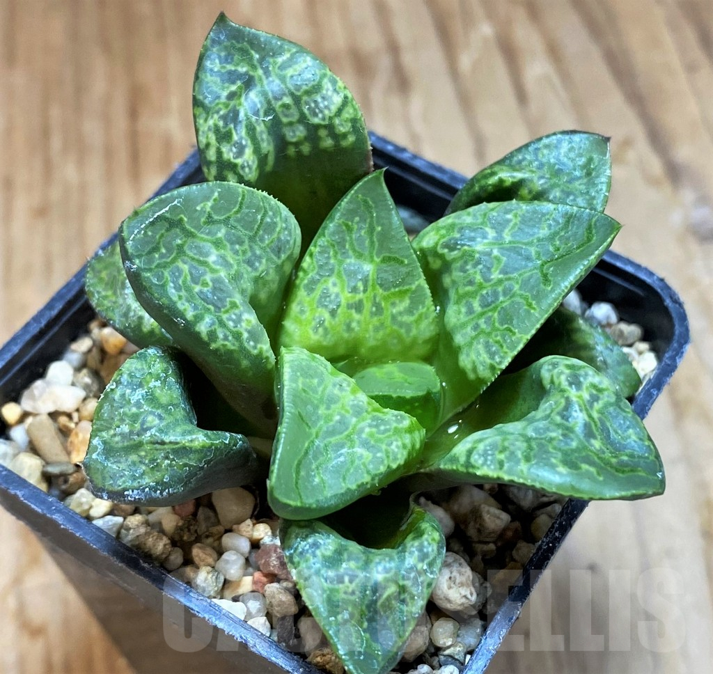 SH14418 Haworthia 'Kamen Butokai' - Image 2