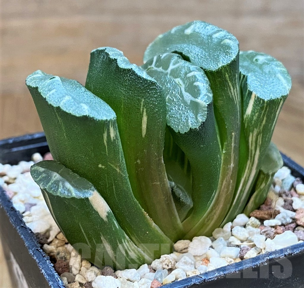 SH14419 Haworthia truncata f.variegata - Image 2