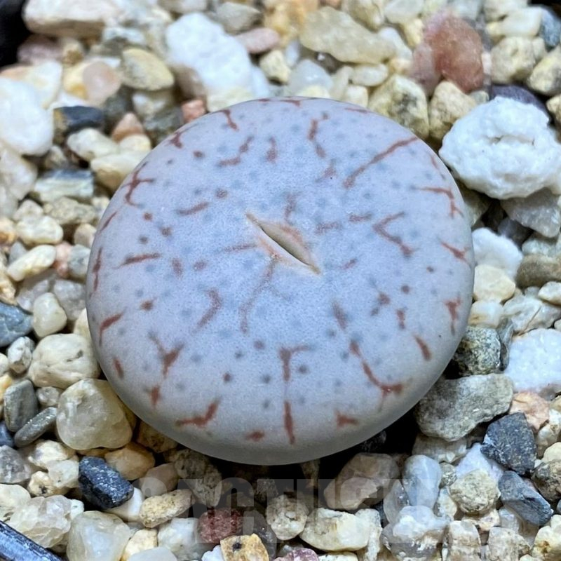 SH14847 Lithops pseudotruncatella ssp. volkii