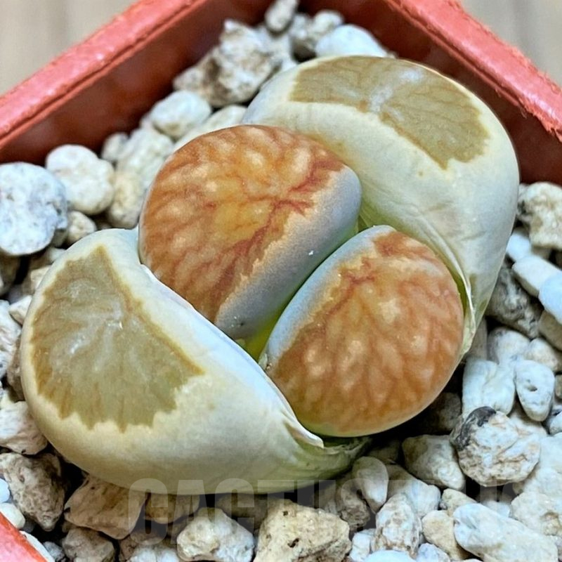SH14892 Lithops julii ‘Kikushogyoku’