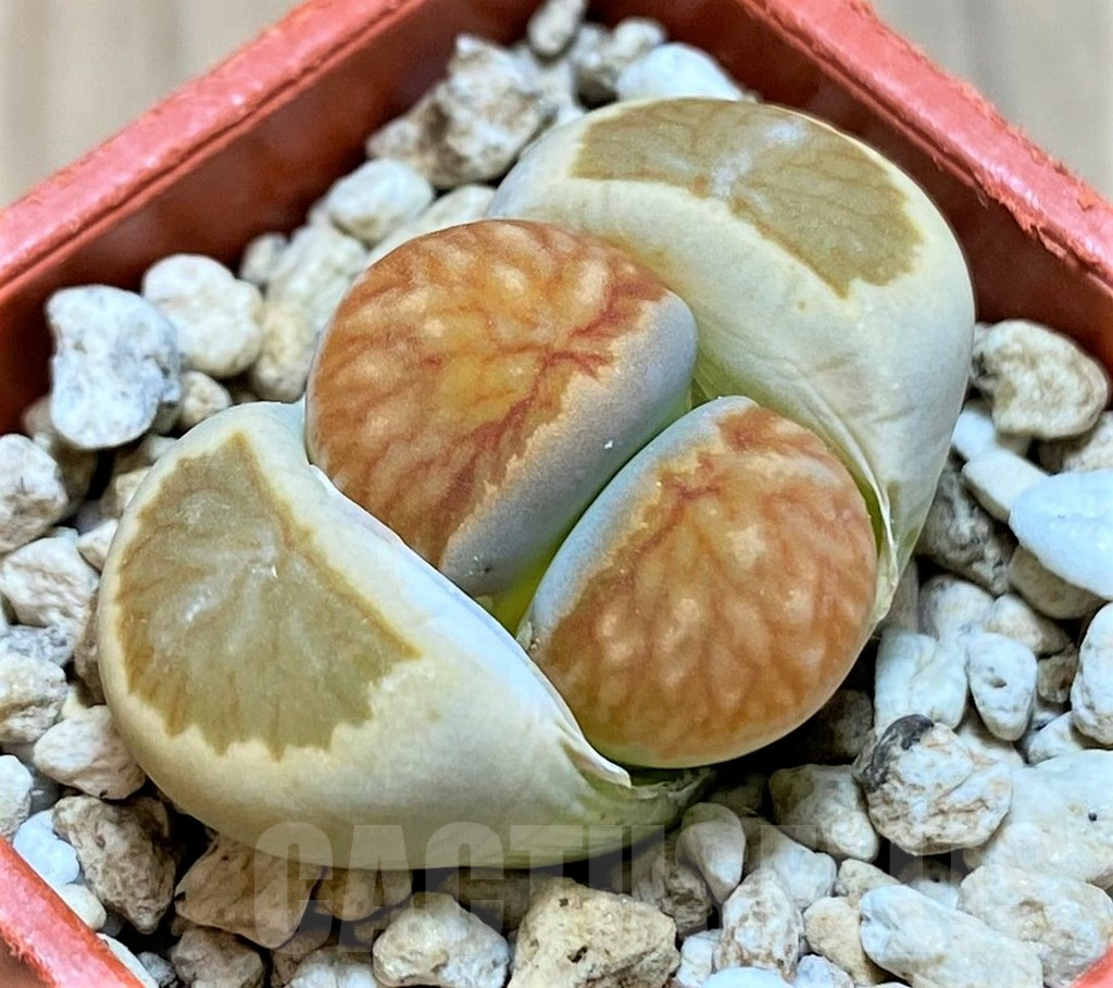 SH14892 Lithops julii ‘Kikushogyoku’