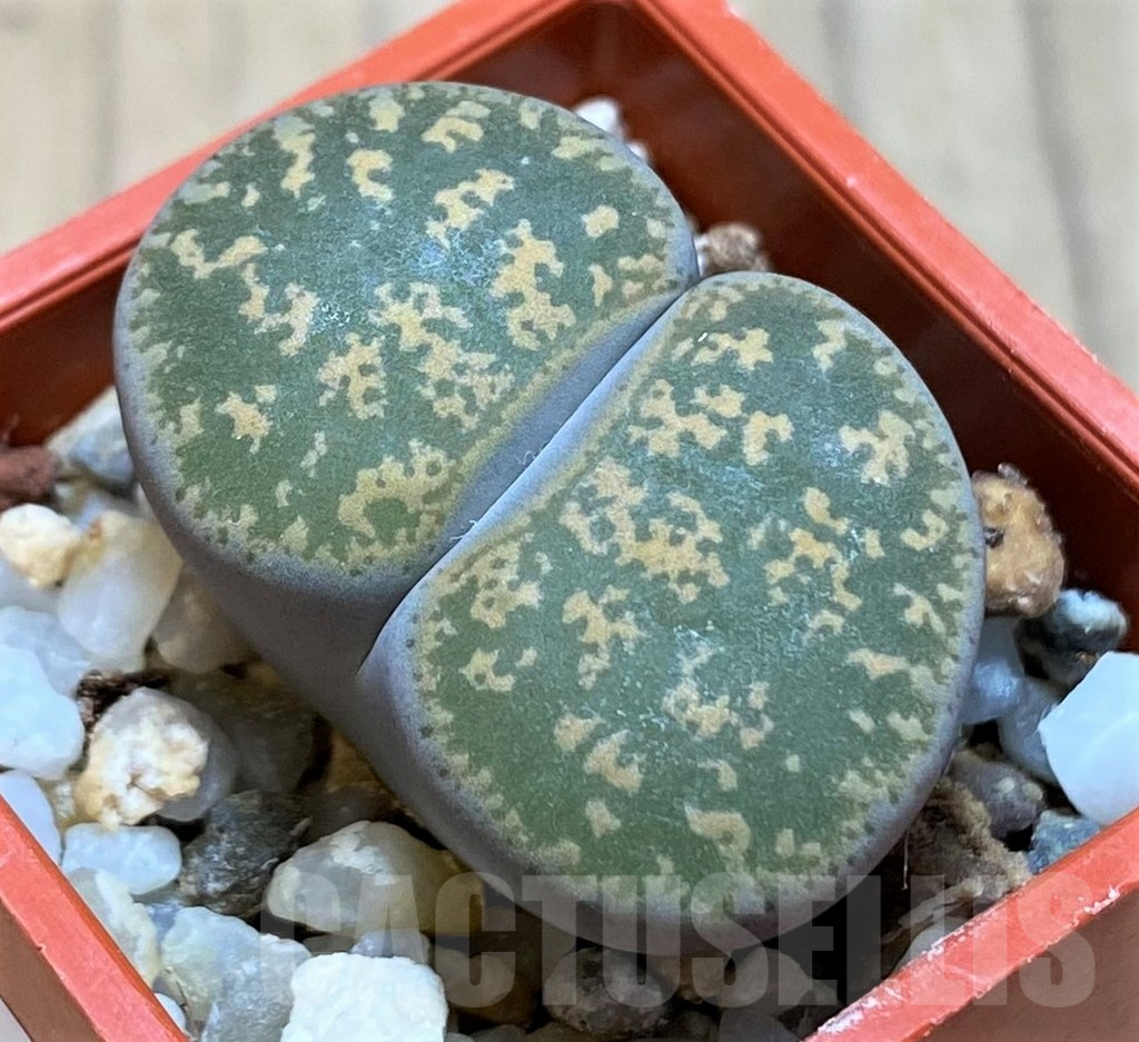 SH14893 Lithops lesliei f. pietersburg, SH1627