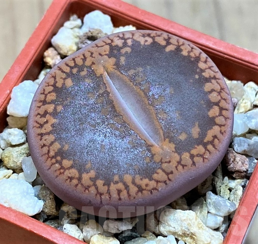 SH14894 Lithops aucampiae