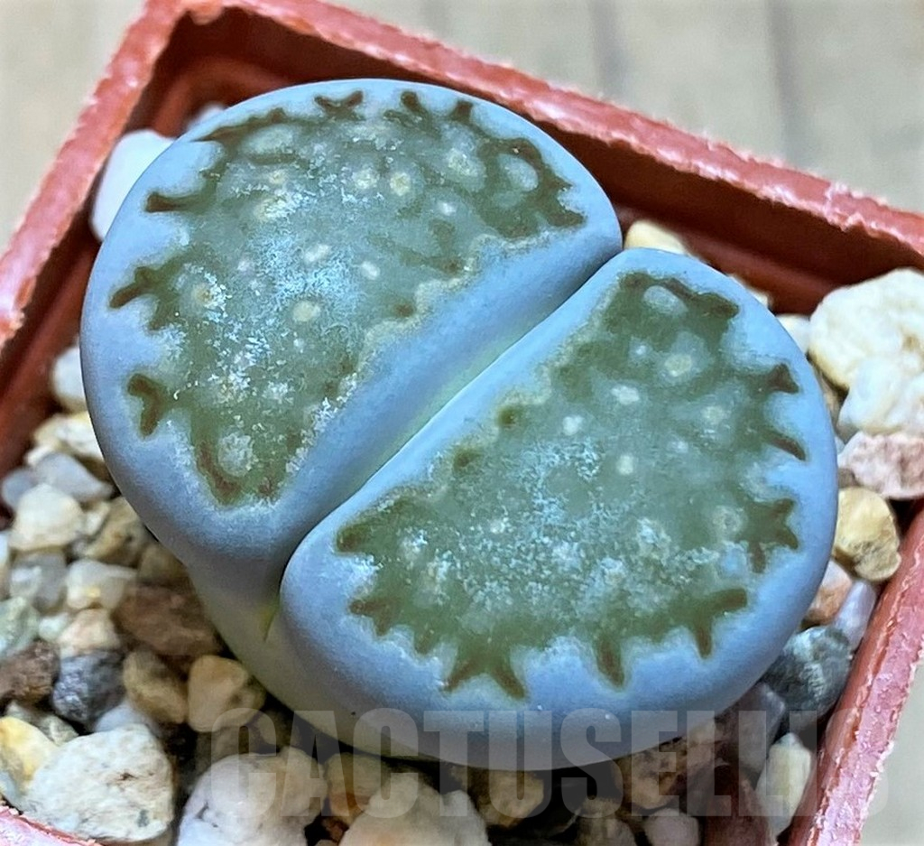 SH14895 Lithops salicola v. reticulata