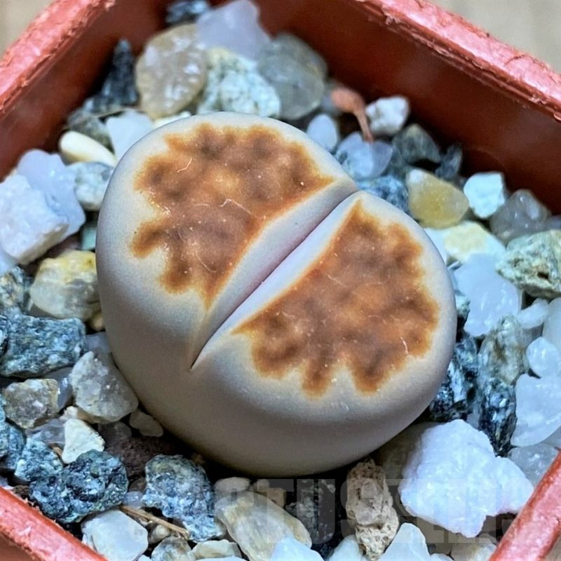 SH14896 Lithops karasmontana 'Lateritia'