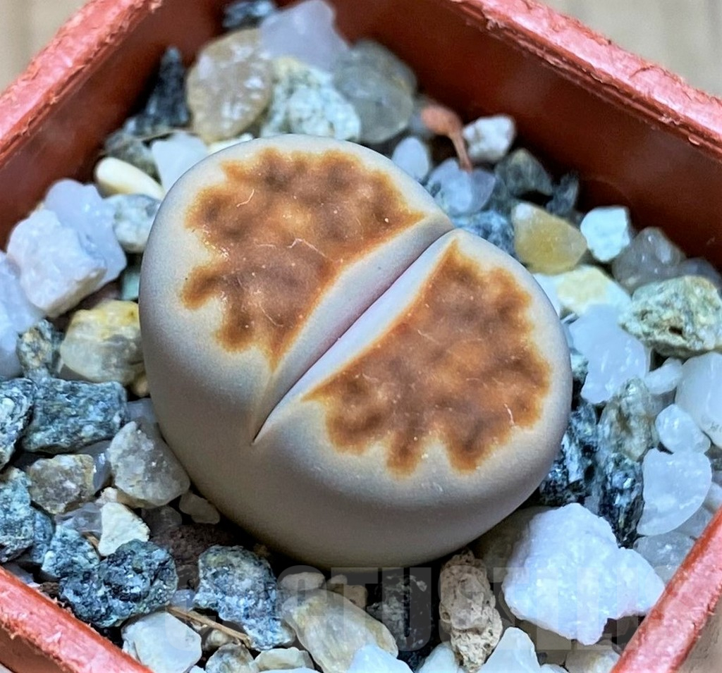 SH14896 Lithops karasmontana 'Lateritia'